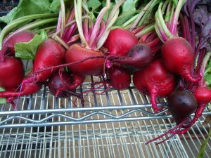 First harvest of beets.  We need to get some goat cheese!